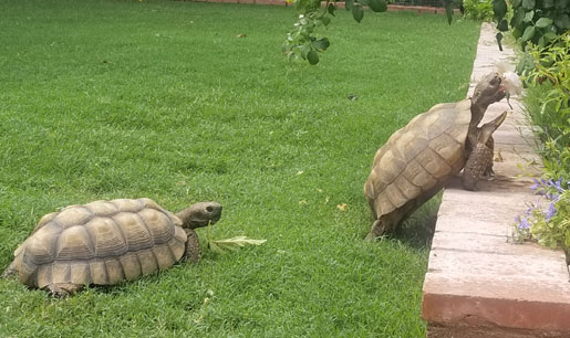 Two Pet Desert Tortoises In Realtor Kevin Wood Backyard